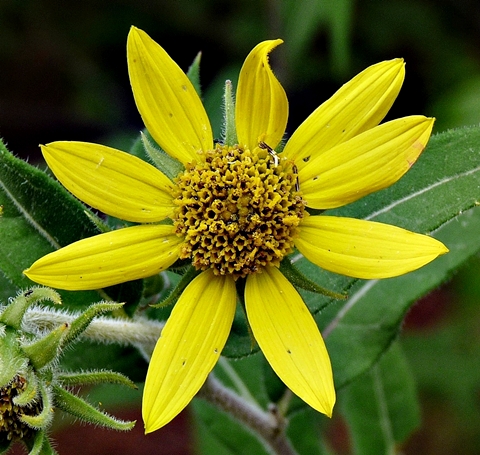 {Helianthus resinosus}
